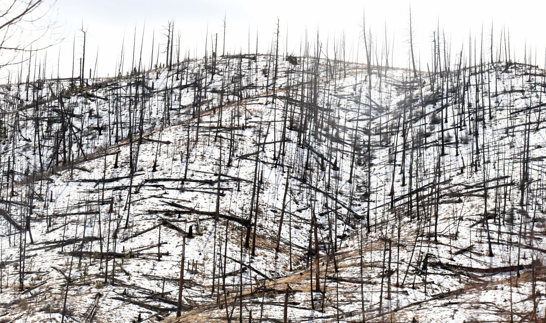 forest trees